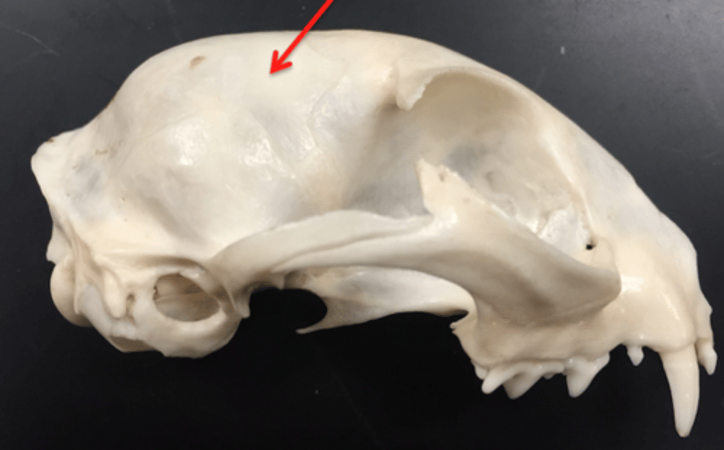 <p>either of two skull bones between the frontal and occipital bones and forming the top and sides of the cranium</p>