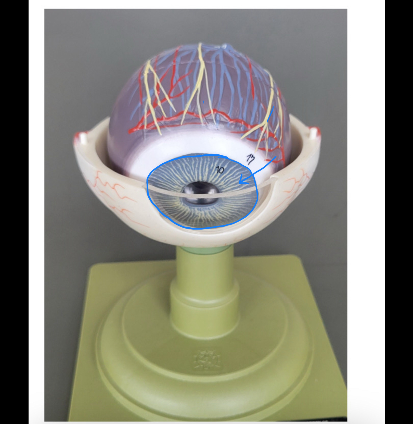 knowt flashcard image