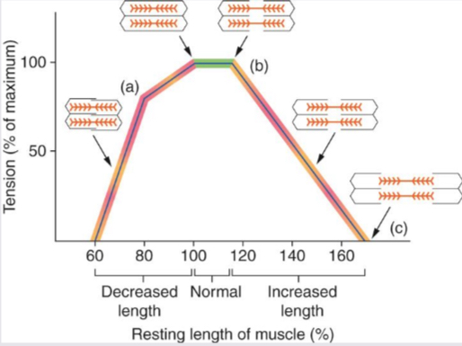<p>As a muscle changes length during contraction, the joint angle around which the movement is occurring also changes.</p><ul><li><p>angle of the joint influences how much force can be generated</p></li><li><p>Joint angle at which the muscle can generate its greatest force varies for different body parts → usually near the middle of the joint’s range of motion → allows greatest number of cross bridges to be attached and greatest overlap of actin and myosin filaments to occur.</p></li><li><p>Decrease in force when joint angle is large/small → affects number of cross bridges that can attach.</p></li></ul>