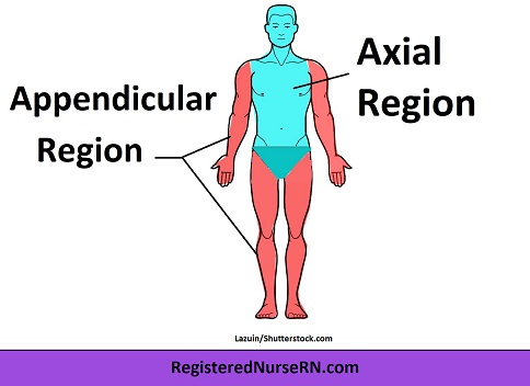 <p>Axial region</p>