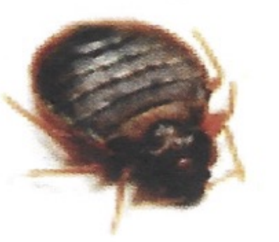 <p>ఇది ఏమిటి?</p>