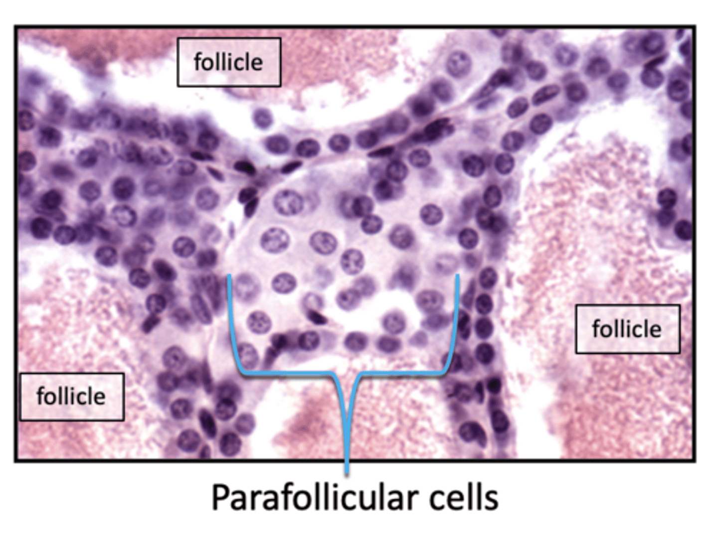 <p>histo of parafollicular cells (C cells):</p>