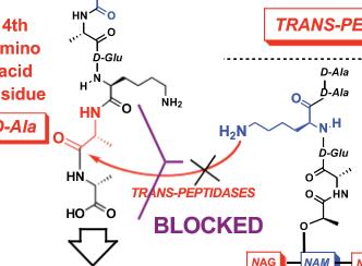 <p>Target bacteria cell wall synthesis </p><p>Transpeptidation inhibitors </p><p>bind directly to the D-alanyl-D-alanine termini of the peptidoglycan precursors.</p>