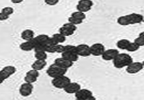 <p>What Bacterial Morphology?</p>