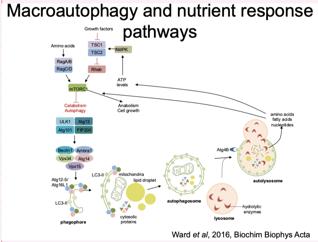 <p><span style="background-color: inherit; line-height: 19.55px; color: windowtext;"><span>Nutrient sensing- everything in cell needs to be sensed- eg how much protein , amino acid etc to know if functions can occur like translation</span></span><span style="line-height: 19.55px; color: windowtext;"><span> </span></span></p><ul><li><p class="Paragraph SCXO98846770 BCX0" style="text-align: left;"><span style="background-color: inherit; line-height: 19.55px; color: windowtext;"><span>Converge on mTOR complex – 2 key functions</span></span><span style="line-height: 19.55px; color: windowtext;"><span> (autophagy or quality control)</span></span></p></li></ul><p class="Paragraph SCXO98846770 BCX0" style="text-align: left;"><strong><u>autophagy-</u></strong></p><ol><li><p class="Paragraph SCXO98846770 BCX0" style="text-align: left;"><span style="background-color: inherit; line-height: 19.55px; color: windowtext;"><span>Promote anabolic pathway- activated when enough nutrients</span></span><span style="line-height: 19.55px; color: windowtext;"><span> </span></span></p></li><li><p class="Paragraph SCXO98846770 BCX0" style="text-align: left;"><span style="background-color: inherit; line-height: 19.55px; color: windowtext;"><span>starvation- switched off, activate catabolic pathway</span></span><span style="line-height: 19.55px; color: windowtext;"><span> </span></span></p></li></ol><p class="Paragraph SCXO98846770 BCX0" style="text-align: left;"></p><p class="Paragraph SCXO98846770 BCX0" style="text-align: left;"></p>