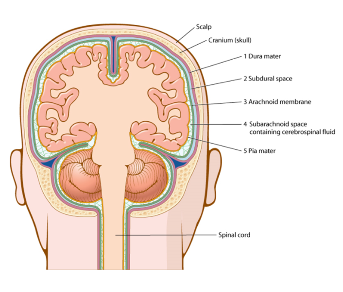 <p>strong fibrous outermost layer of the meninges, subdural space under  </p>