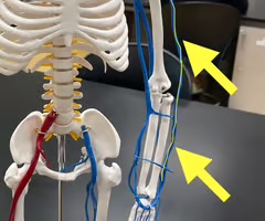 <p>Name the blood vessel.</p>