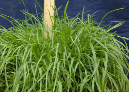 <p>Annual bluegrass </p>