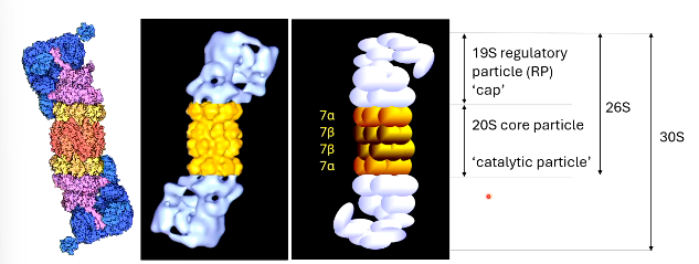 <p>beta</p><p>alpha</p><p>regulatory particle</p><p>26</p><p>below it</p><p>beta</p>