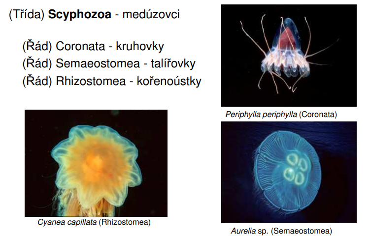 <p>( Řád) Coronata - kruhovky - Periphylla periphylla</p><p>( Řád) Semaeostomea - talířovky - Aurelia sp.</p><p> ( Řád) Rhizostomea - kořenoústky - Cyanea capillata</p>