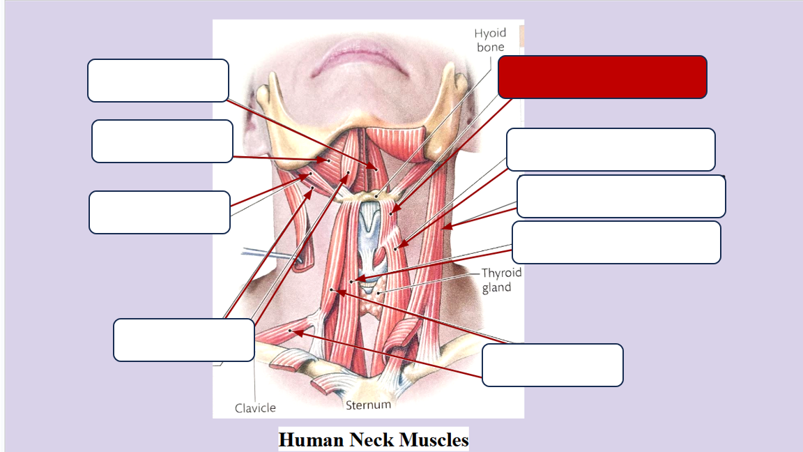 <p>Label the muscle</p>