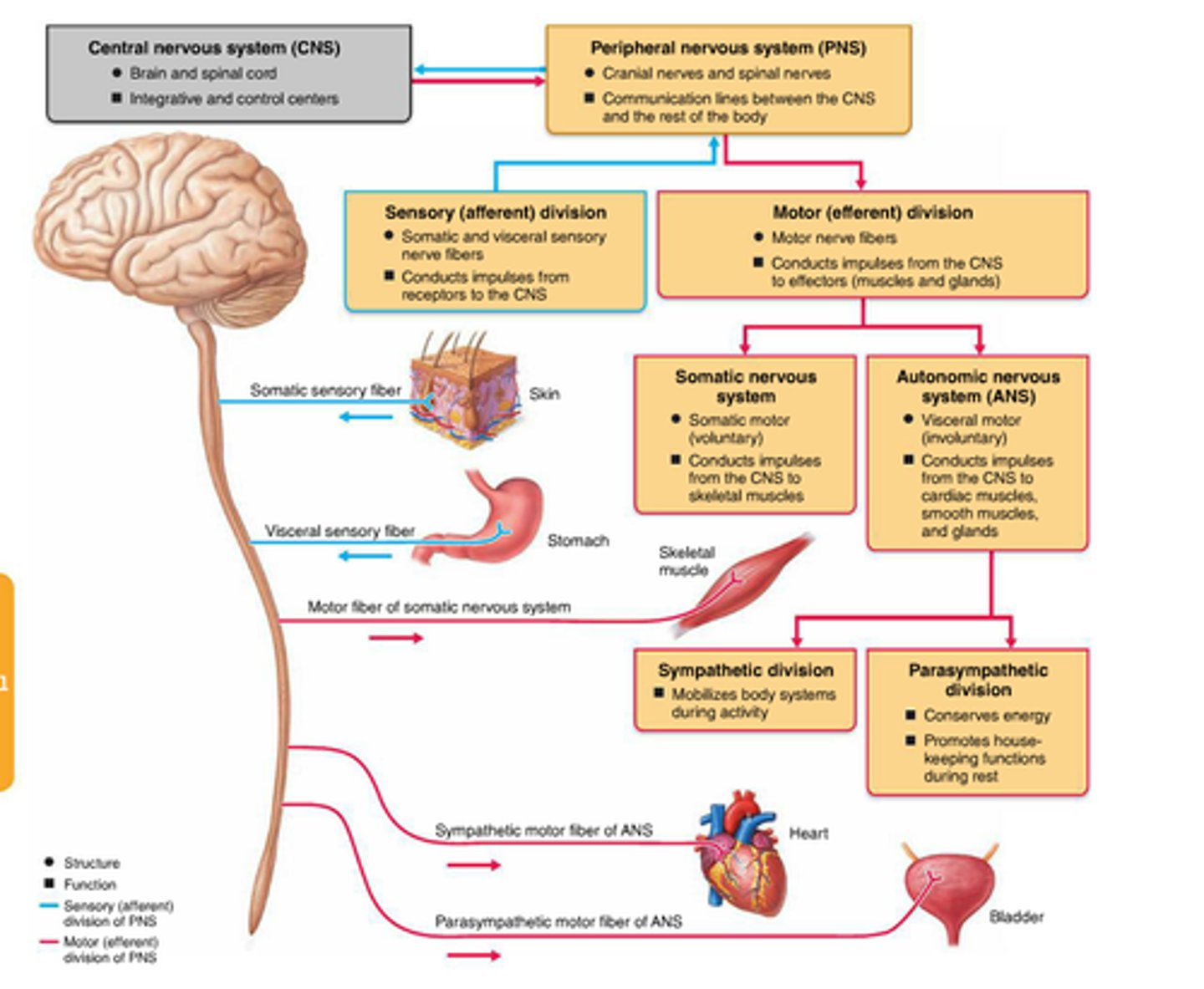 <p>Carries action potentials away from the CNS in cranial or spinal nerves.</p><p>It has two subdivisions:</p><p>- Somatic nervous system (SNS) innervates skeletal muscle</p><p>- Autonomic nervous system (ANS) innervates cardiac muscle, smooth muscle, and glands (two subdivisions - sympathetic and parasympathetic)</p>