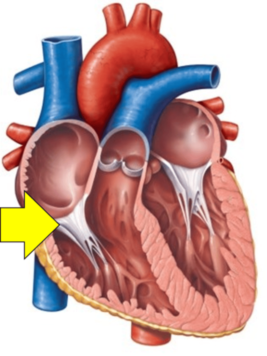 <p>Name the structure.</p>
