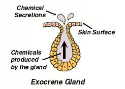 <p>products are carried by a duct to a hollow organ (digestive enzymes) or out of body (sweat)</p>