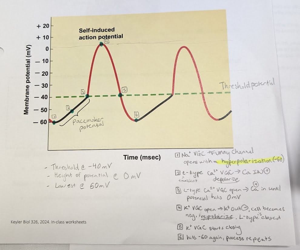 <p>*note - even tho funny channels open in a hyperpolarization, sodium will still rush in and <u>depolarize</u> the cell. only difference is gate opens when negative</p><p>-</p><p>khan academy video: <a target="_blank" rel="noopener noreferrer nofollow" href="https://www.khanacademy.org/science/health-and-medicine/circulatory-system/heart-depolarization/v/action-potentials-in-pacemaker-cells">https://www.khanacademy.org/science/health-and-medicine/circulatory-system/heart-depolarization/v/action-potentials-in-pacemaker-cells</a> </p>