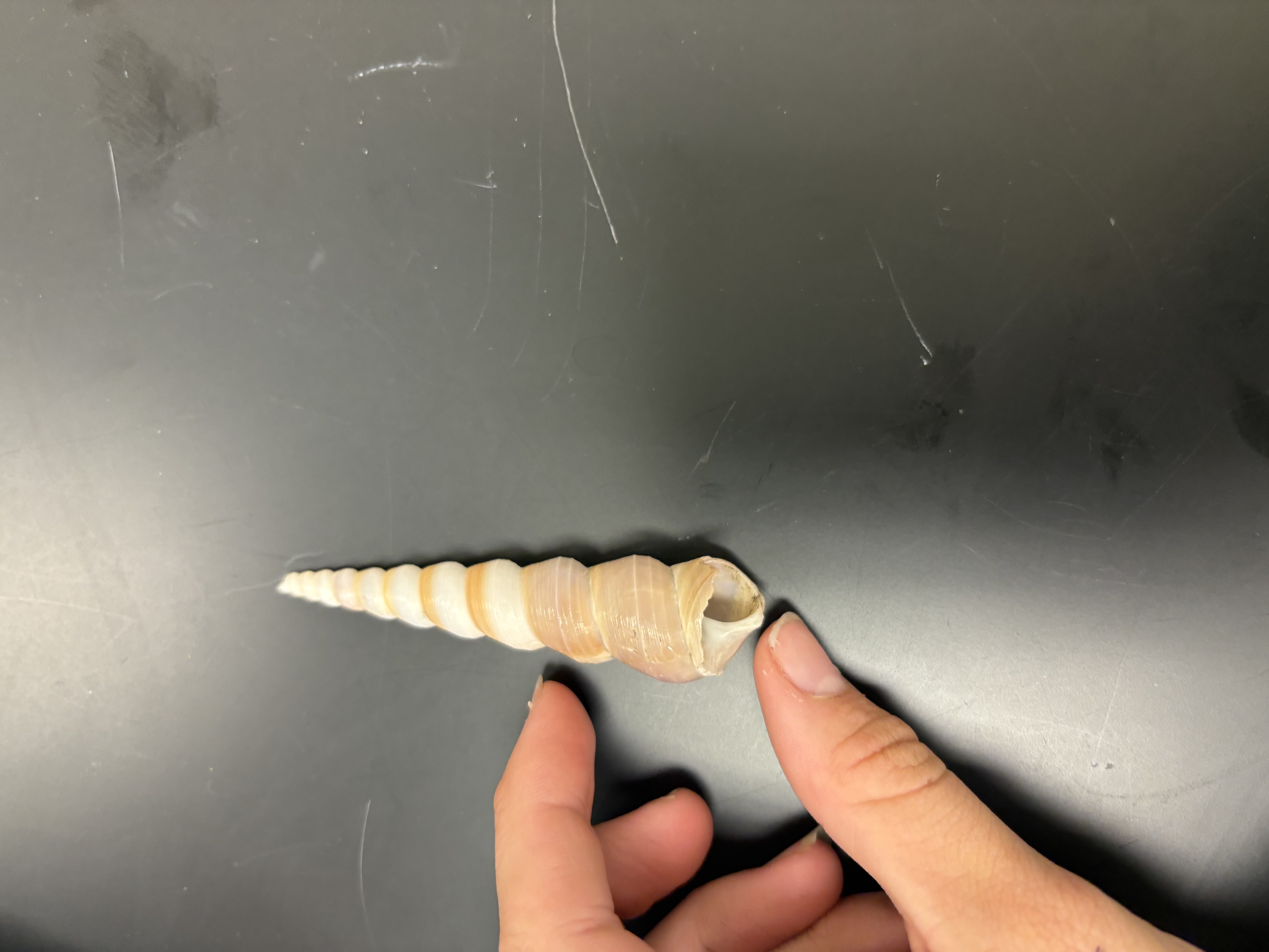 <p>whorls offset</p>