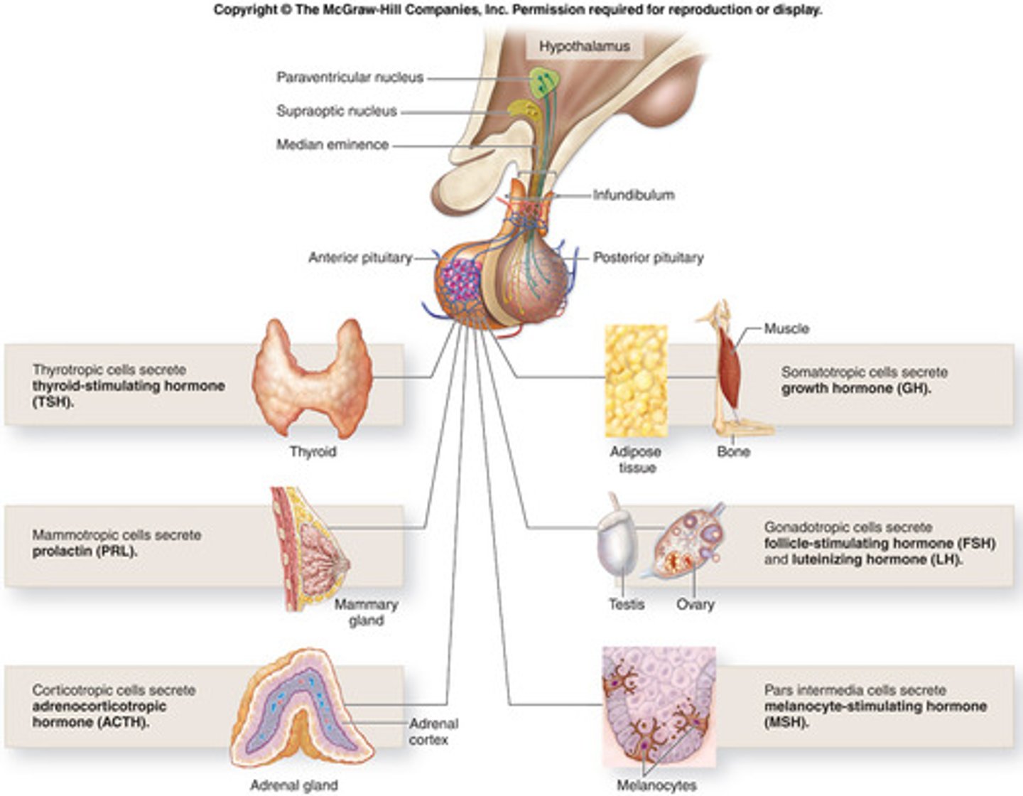 <p>1: Thyroid Stimulating Hormones (TSH)</p><p>2: Growth Hormone (GH)</p><p>3: Follicle Stimulating Hormone (FSH)</p><p>4: Luteinising Hormone (LH)</p><p>5: AdrenoCorticoTropic Hormone (ACTH)</p><p>6: Prolactin</p>