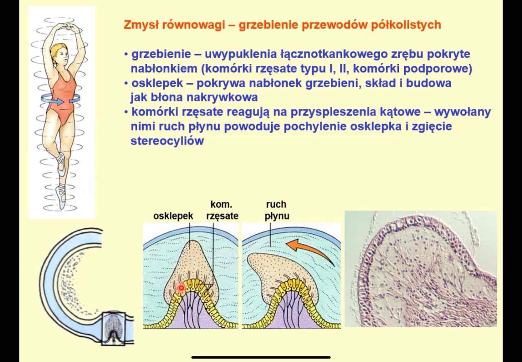 <p>na przyśpieszenie kątowe</p>