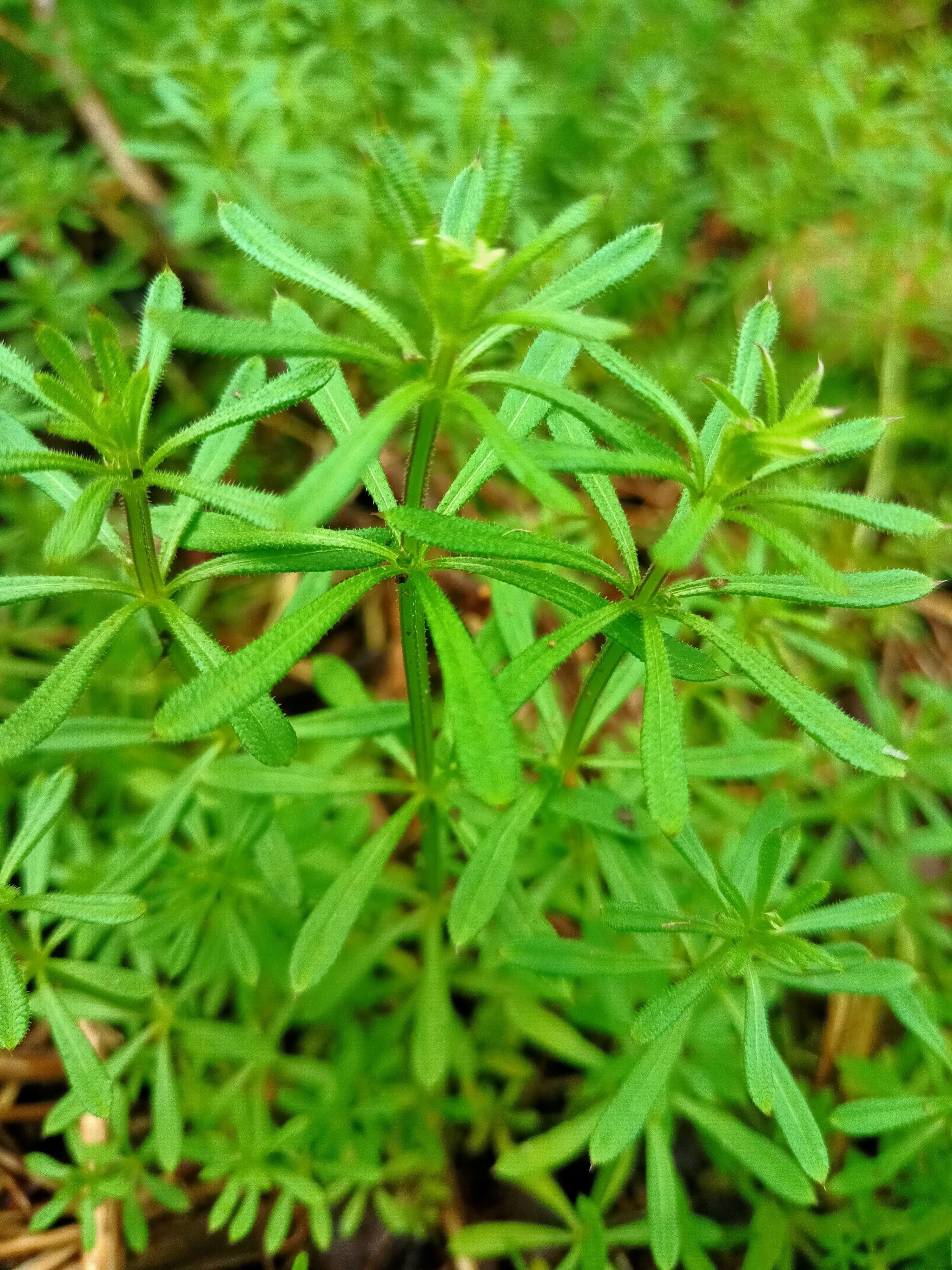 <p>Cleavers</p>
