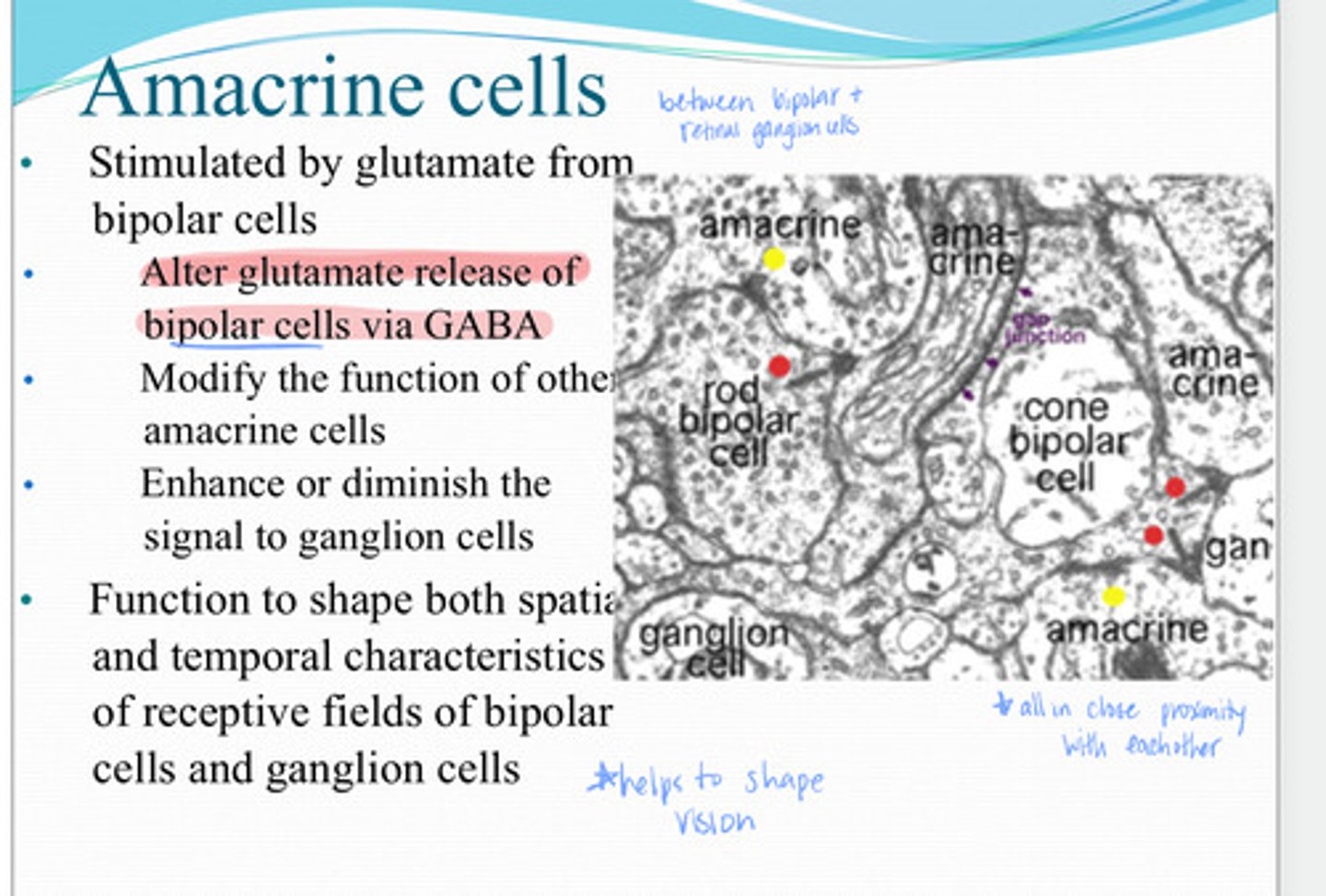 <p>Amacrine cells function in shaping both the ____ and _____characteristics of receptive fields of bipolar cells and retinal ganglion cells</p>