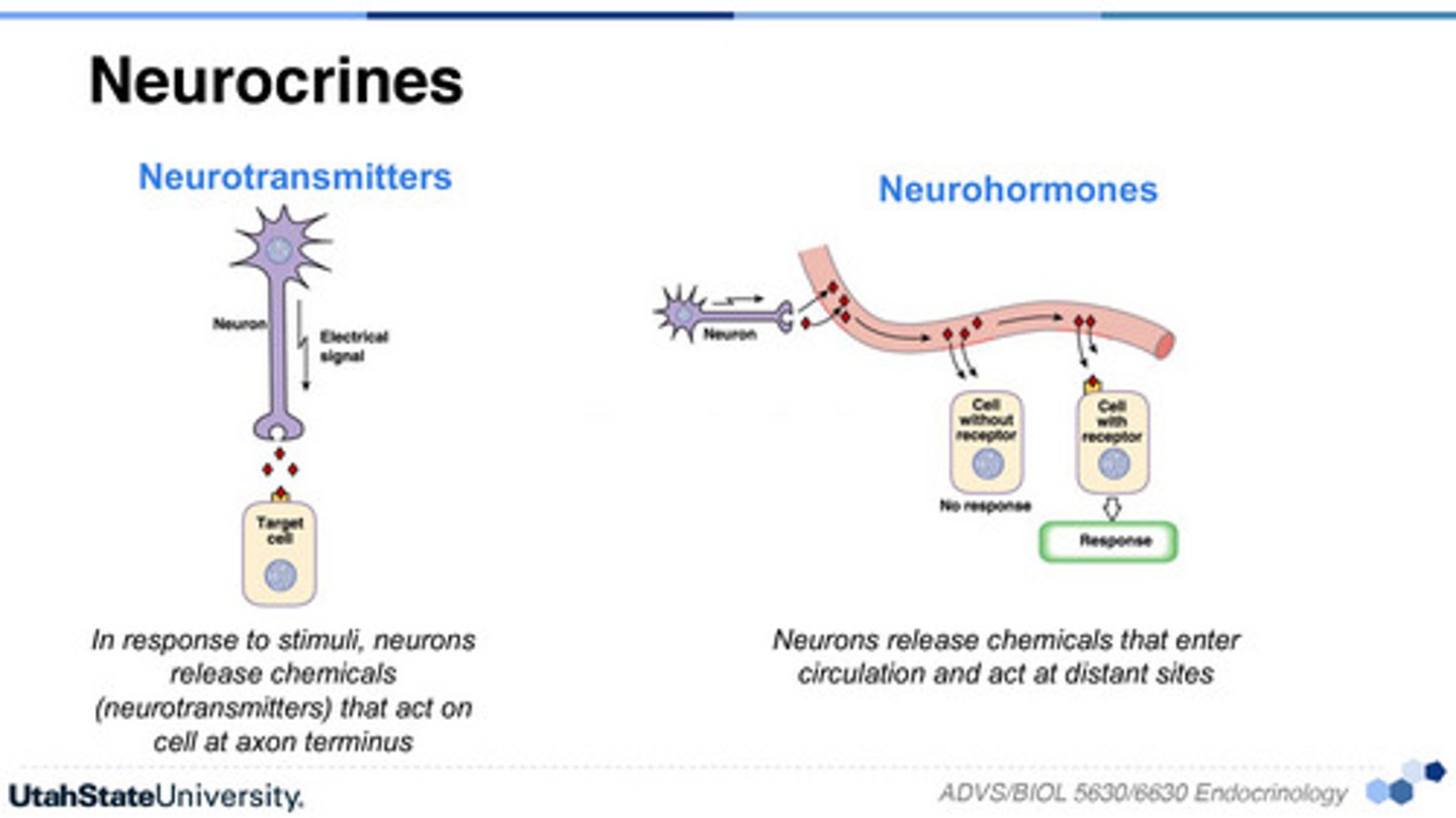 <p>Chemical signals, neurotransmittors, secreted by neurons either to another cell or into ECL.</p><p>AND</p><p>Neurohormones, nervesignals that cause the secretion of hormones into ECL</p>