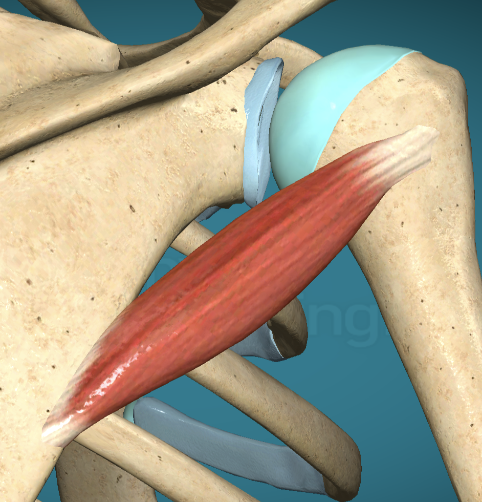 <p>Teres Minor Insertion</p>