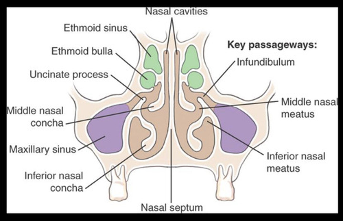 <p>Osteomeatal complex</p><p>Pathways of communication between sinus and nasal cavity once all sinuses are fully developed</p>