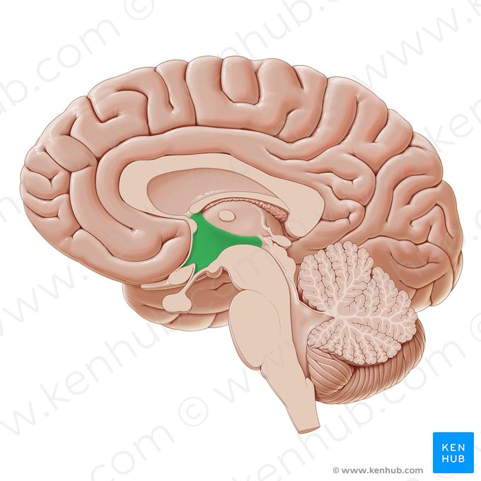 <p>Hypothalamus</p>