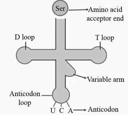 <p>1. D-loop<br>2. anti-codon loop<br>3. T loop<br>4. 3'-end</p>