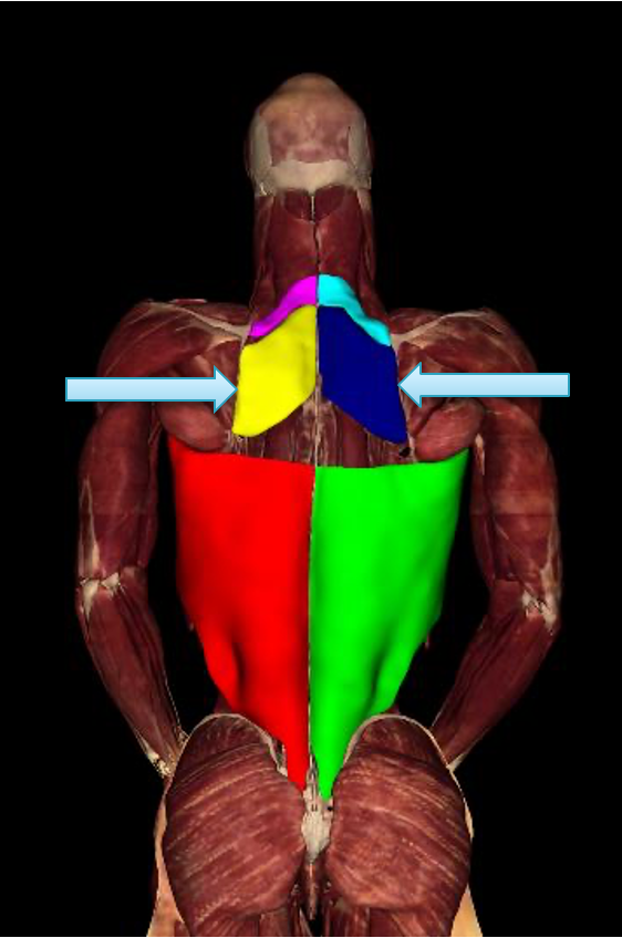 <p><strong>origin:</strong> spinous processes of T2-T5</p><p><strong>insertion:</strong> medial border of scapula</p><p><strong>innervation:</strong> dorsal scapular n (C4-C5)</p><p><strong>action:</strong> -retract/adduct scapula</p><p>-rotate scapula to depress glenoid cavity</p><p>-fix scapula to thoracic wall</p>