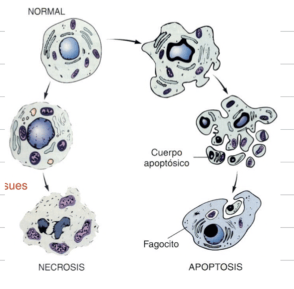 <p>1. death by swelling- necrosis/oncosis</p><p>2. death by shrinking- apoptosis</p>