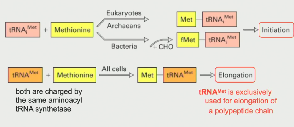 <ul><li><p>One tRNA met is used to code for methionine in the elongation phase of protein synthesis</p></li><li><p><strong>Other tRNA met is used for initiation only (written as tRNAi)&nbsp;</strong></p></li><li><p><strong>Both tRNA mets are charged by the same aminoacyl tRNA synthetase</strong></p></li><li><p>in bacteria, the initiator tRNAi met is modified (a formyl group gets added) to distinguish it from normal tRNA met</p></li></ul><p></p>