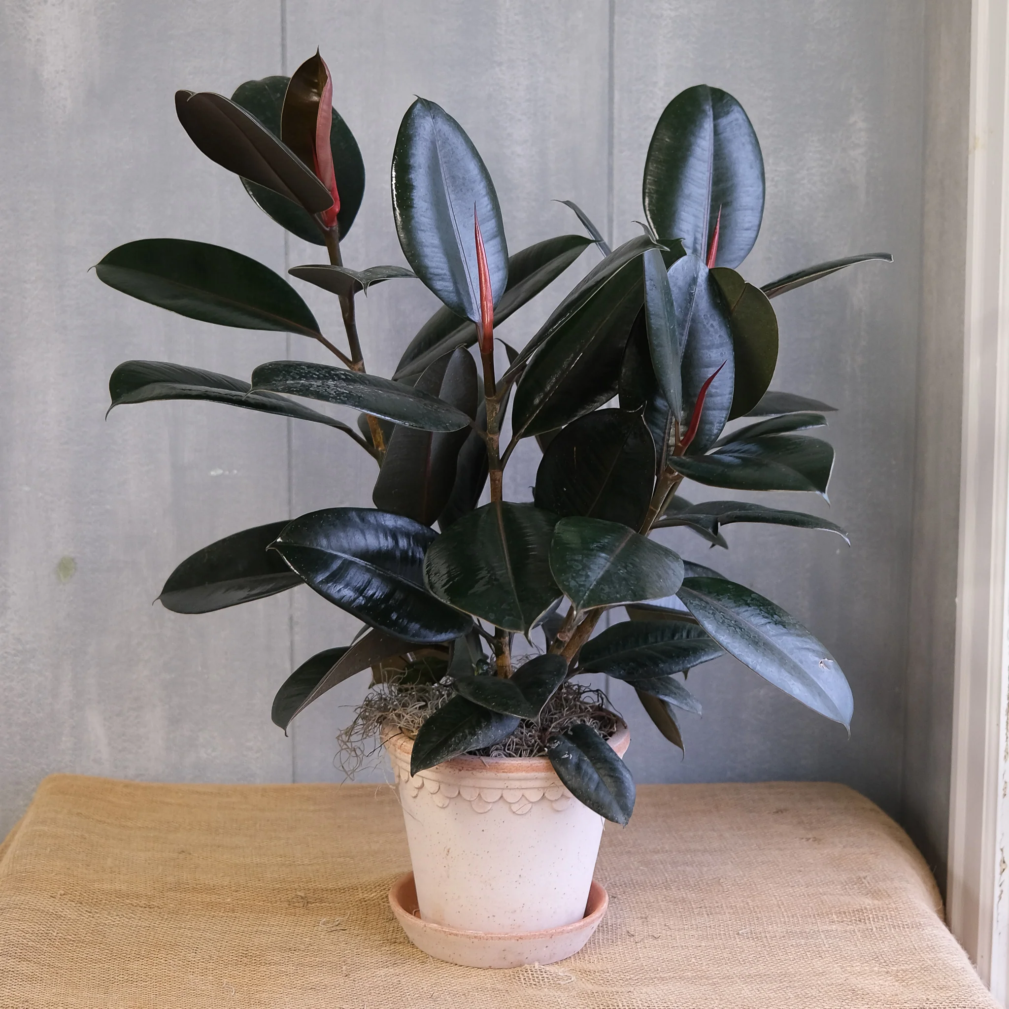 <p>ficus elastica</p>