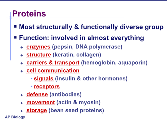 <ul><li><p>literally almost everything</p></li><li><p>study list</p></li><li><p>know they are the most structurally and functionally diverse</p></li></ul>