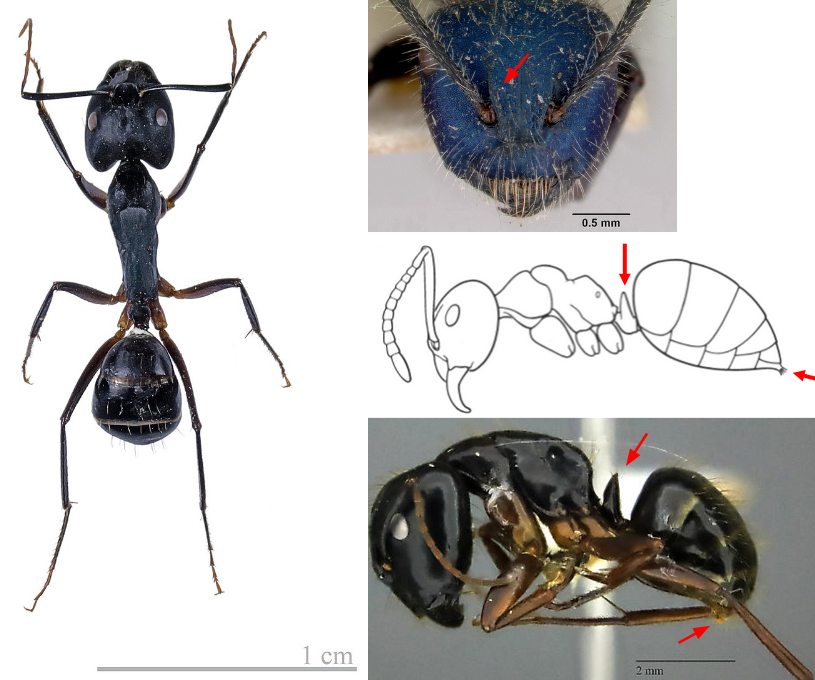<ul><li><p><strong><em>Postpetiole absent, waist with a petiole</em></strong></p></li><li><p><strong><em>Apex of abdomen with a circular opening, usually surrounded by a fringe of hairs</em></strong></p></li><li><p>Sting absent</p></li><li><p>Atennae not clubbed, sockets not covered by lobes</p></li><li><p>Constriction between abdominal segments of 3 and 4 absent</p></li></ul><p></p>
