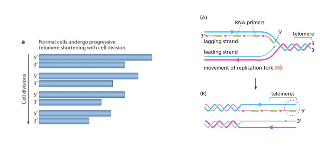 <p>the <span style="background-color: inherit; line-height: 22px; color: windowtext;"><span>shortening of telomeres</span></span><span style="line-height: 22px; color: windowtext;"><span>&nbsp;</span></span></p>