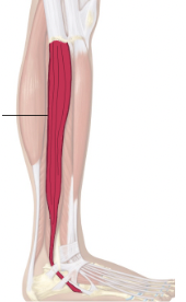 <ul><li><p>Eversion of the foot</p></li><li><p>Plantar flexion of foot</p></li></ul><p></p>
