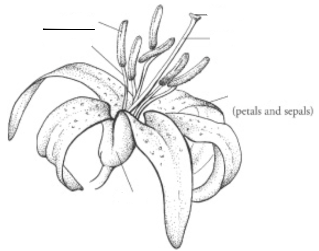 <p>What is this part of the flower?</p>