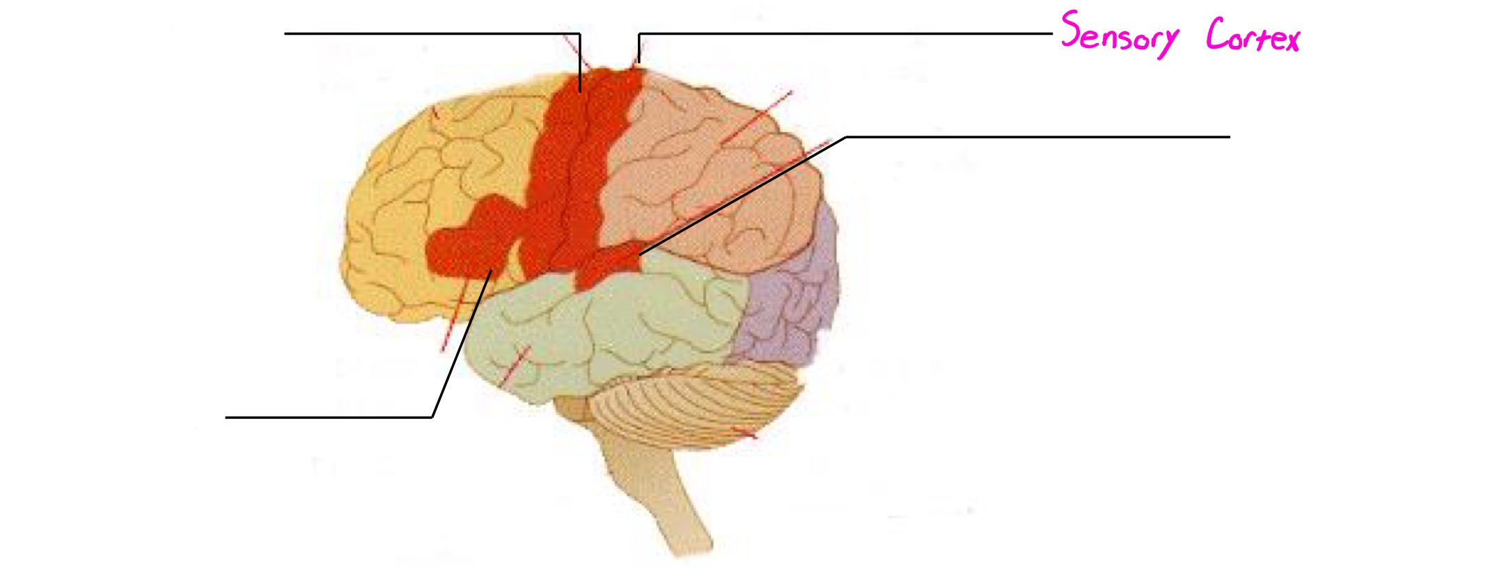 <p>A strip located in parietal lobe; registers sensory info</p>