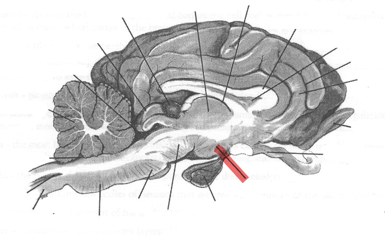 <p>Identify highlighted arrow</p>