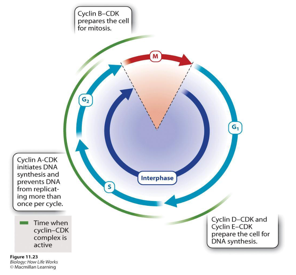 <ul><li><p><span>Initiation of DNA synthesis (Cyclin A rise and activate specific CDKs)</span></p></li><li><p><span>Inhibit the activity of DNA synthesis enzymes once replication is over (prevent replication proteins from reassembling)</span></p></li></ul><p></p>
