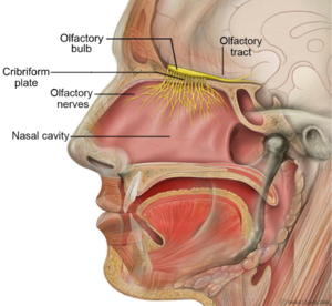 <p>Olfactory nerve</p><ul><li><p>SENSORY</p></li><li><p>olfactory bulb on the end</p></li><li><p>sits on cribiform plate</p></li><li><p>When we are sick, CN I can become compressed which is why we can loose our sense of smell</p></li></ul><p></p>
