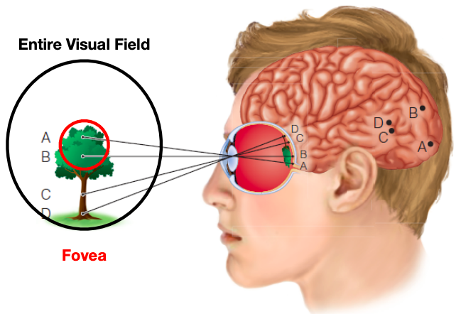 <p>Describes the disproportionate amount of visual cortex dedicated to processing stimuli from the center of your vision (fovea) compared to the periphery.</p>