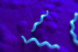 <p>spirilla</p>