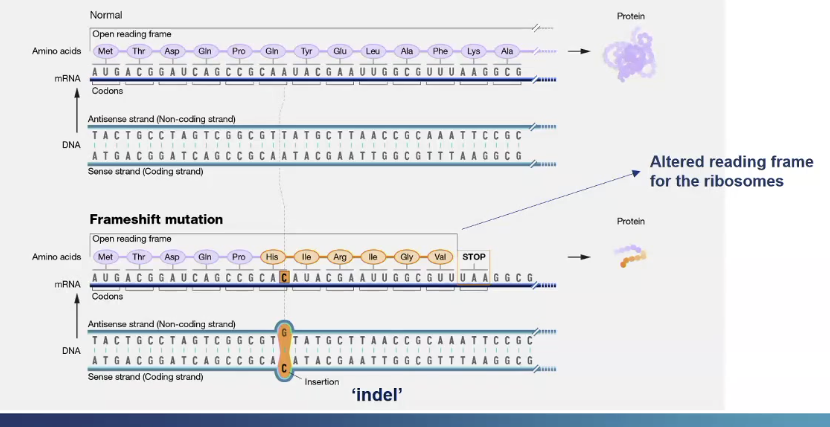 <p>A single nucleotide is inserted into the DNA sequence, so downstream to the inserted nucleotide there will be change in the reading frame so different amino acids along the rest of the frame</p><p>Also a different stop codon appears so a truncated protein is produced </p>
