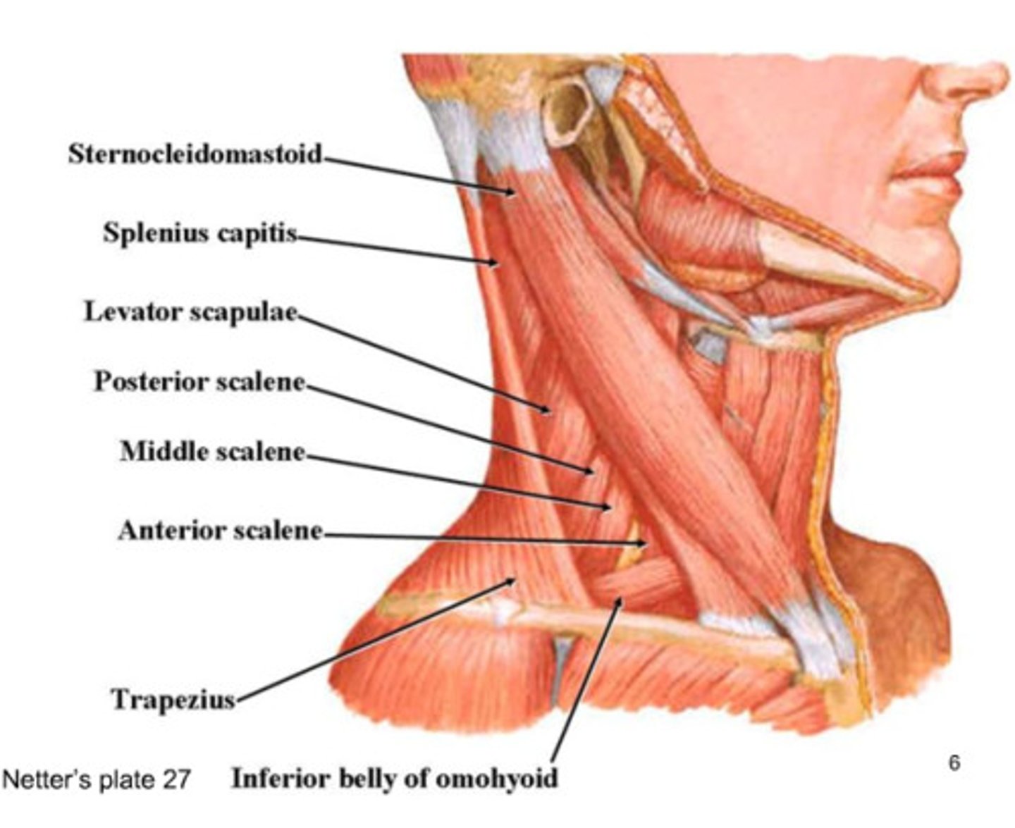 <p>Muscles that elevate the first two ribs and assist in lateral neck flexion.</p>