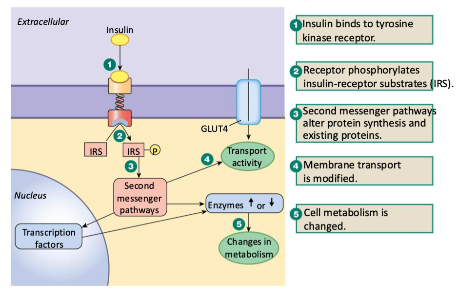 <ol><li><p>binds to tyrosine kinase receptor</p></li><li><p>receptor phosphorylates insulin-receptor substrates (IRS) on inside of mem</p></li><li><p>2nd messenger pathways alter protein synthesis &amp; existing proteins</p><ol><li><p>mem transport is modified</p></li><li><p>cell metabolism is changed</p><ul><li><p>change enzyme activity OR</p></li><li><p>change transcription factors which change enzyme activity</p></li></ul></li></ol></li></ol><p></p>
