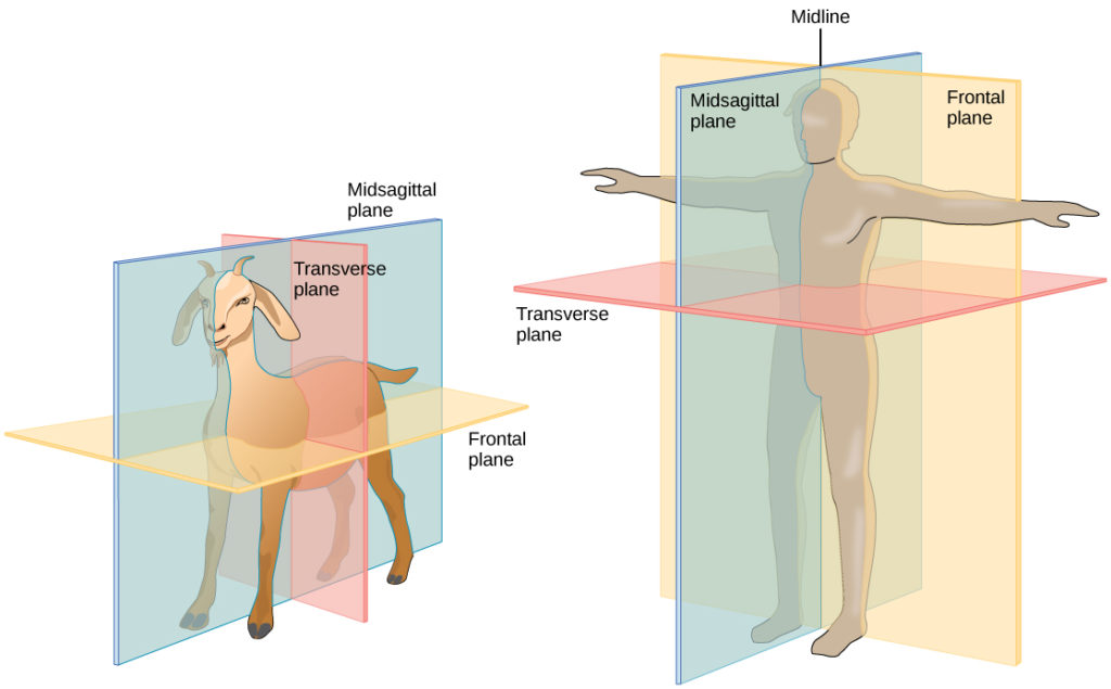 <p>Separates body into dorsal and ventral parts</p>