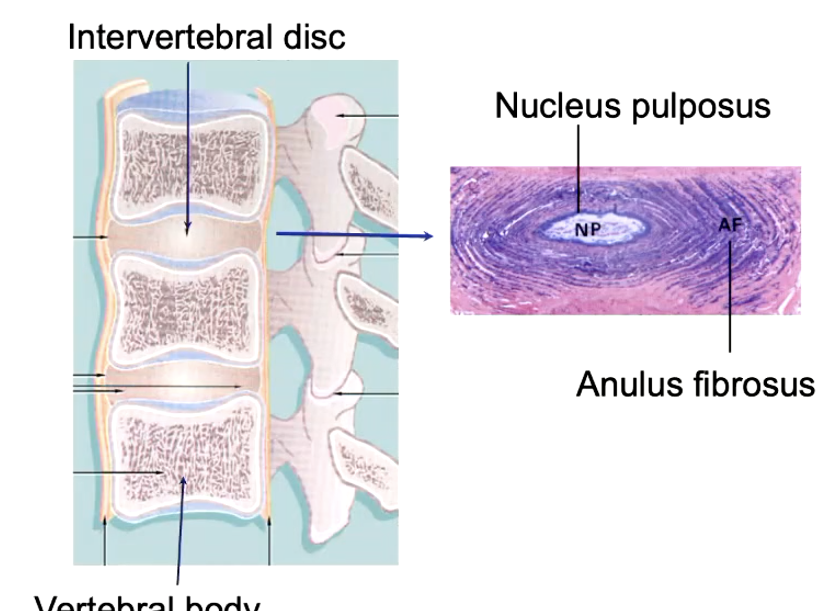 <p>outer: anulus fibrosus</p><p>inner: nucleus pulposus</p>