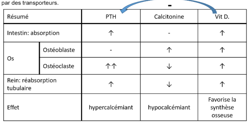 <ul><li><p>intestin = lieu de l’absorption du Ca2+, cycle circadien, plus favorable le soir</p></li><li><p>Os =</p><ul><li><p>ostéoblaste = construction de la trame osseuse (donc diminue calcémie)</p></li><li><p>ostéoclaste = résorption osseuse (donc augmente calcémie)</p></li></ul></li><li><p>rein = excrétion urinaire et est réabsorbé par transporteur</p></li></ul><p>Régulation hormonale = (photo)</p>